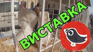 Виставка. Голуби. Кролі. Коломия. 19 лютого 2017