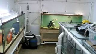 DIY Tilapia Small Scale Aquaculture System - Vid # 3