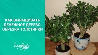 Как выращивать денежное дерево. Обрезка толстянки