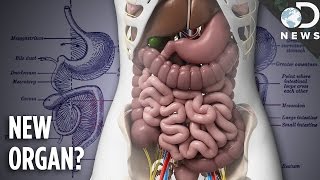 You Now Have A New Organ: Meet The Mesentery!