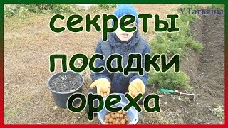 Секреты осенней посадки ореха из семян. Посадка грецкого ореха.