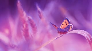 Meditation Music For Self Love | 528Hz Positive Energy | Healing Zen | Miracle Healing Frequency
