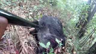 Caccia al Cinghiale Hunting Wild Boar Caliber 30.06