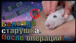 Старенькая крыска - Беллочка, после стерилизации. Новости, так сказать. (Декоративные Крысы)