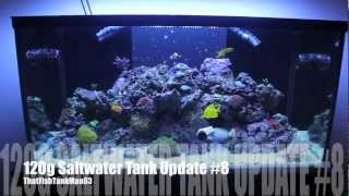 120g Saltwater Reef Update #8 (Lieutenant Tang and New Corals)