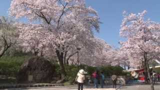 鯖江 春の三大花物語り（菜花、桜、ツツジ） Japan in spring（HD）