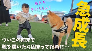 柴犬兄さんを追いかける娘の成長ぶりがすごかった【靴履いても歩けました】