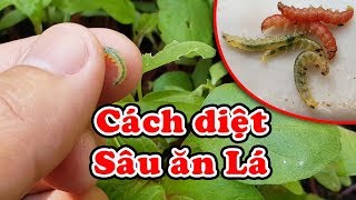 Cách diệt sâu ăn lá trên rau cải