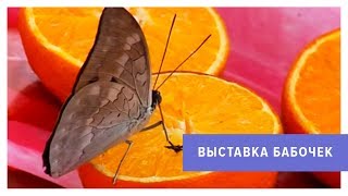 Сколько живут бабочки?