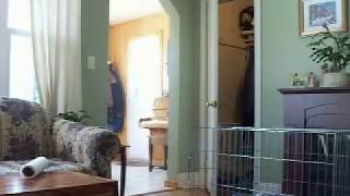 Insane poltergeist activity terrifies dogs