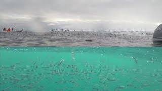 ЭТО СТОИТ ПОСМОТРЕТЬ /  IT'S WORTH A LOOK