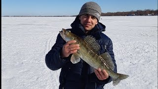 Бокоплав ловит судака. Ловля судака зимой.
