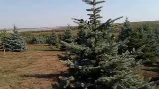 Ель Голубая | Plante.md