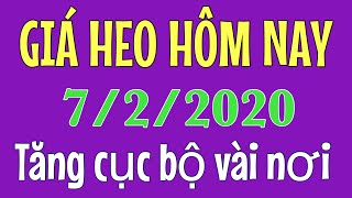 Giá heo hơi hôm nay ngày 7/2/2020 || Tăng cục bộ vài nơi