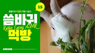 토끼 ASMR (*ꆤ.̫ꆤ*) 귀여운 꽃돌이의 직접 채취한 쌉싸름한 씀바귀 생초 먹방 / Rabbit eating Ixeridium dentatum / ウサギが ニガナを 食べる