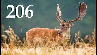 Мир Охоты theHunter Call of the Wild  ОХОТА на КАБАНА и ЛАНЬ # 206