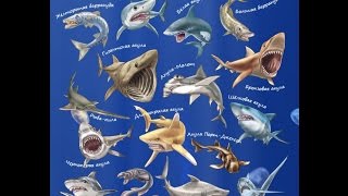Акулы МАКСИ. Бронзовая акула Shark & Co. maxi