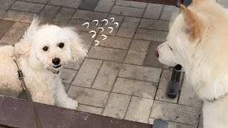 강아지를 무서워하는 강아지 (feat.고양이)