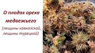 О плодах медвежьего ореха