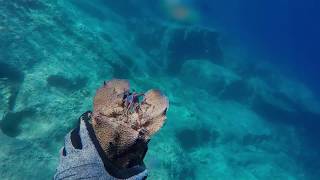 Sssss ... don't wake him up... - Spearfishing