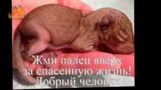 Трогательная история спасения бельчонка Зипа