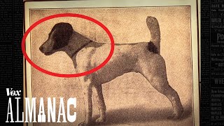 Was this the greatest dog of all time?