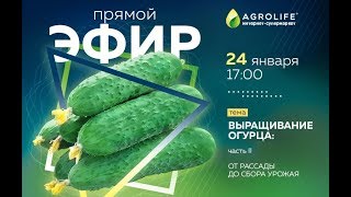 Выращивание ОГУРЦА: от высадки рассады и до сбора урожая. Завершение культурооборота?