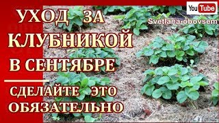 УХОД ЗА КЛУБНИКОЙ  ОСЕНЬЮ..СДЕЛАЙТЕ ЭТО -ОБЯЗАТЕЛЬНО ЗАЩИТА ОТ БОЛЕЗНЕЙ И ВРЕДИТЕЛЕЙ