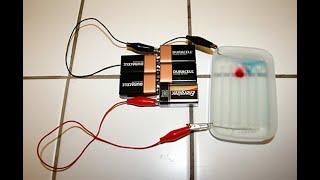 Gel Electrophoresis and Forensic Science: Biotechnology Science Fair Project