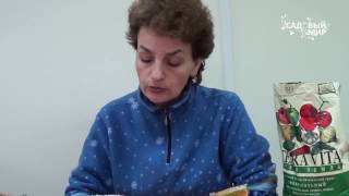 Черная ножка на астрах. Как спасти рассаду. Сайт "Садовый мир"