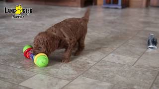 Mini Goldendoodle Puppies