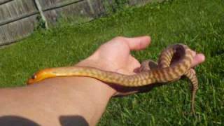 Snake Update