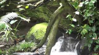 San Diego Zoo Owens Aviary Lower Level Waterfall