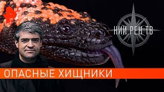 Опасные животные. НИИ РЕН ТВ (21.11.2019).