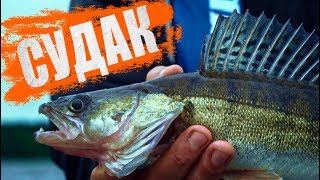 Судак, практика поиска рыбы. Рыбалка с эхолотом. Ловля судака летом.