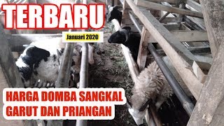Harga Sangkalan Domba Garut dan Priangan Terbaru Januari 2020