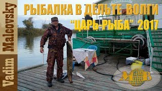 Рыбалка в дельте Волги.  База Царь рыба 2017. Ловля жереха, сазана, судака, сома  в низовьях Волги
