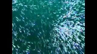 OpenGL Swarm Intelligence - Part I