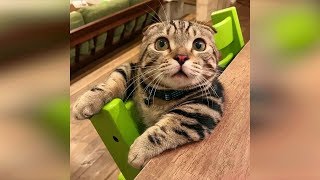 Смешные кошки 2019 КОТЫ и СОБАКИ 2019 Смешные коты приколы про котов до слез – Funny Cats #68