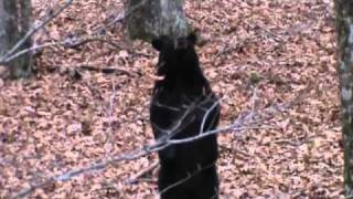 WV Hunting - Bear climbs the tree right in front of me and is trying to eat my candybar!