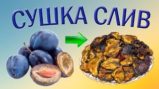 Сушка слив – 10 кг