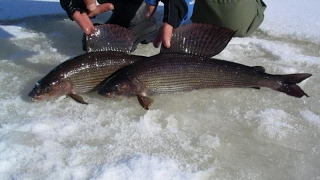 Хариус 1 кг. Зимняя рыбалка на реке Унья winter fishing