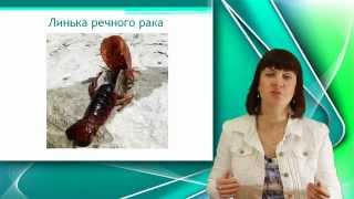 Речной рак. Класс ракообразные. Часть 2. Уроки Биологии Оналйн