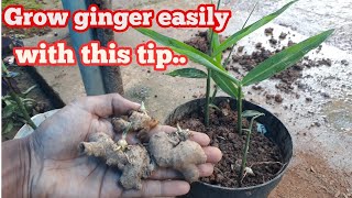 How To Grow Ginger Indoors