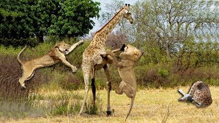 Mother Giraffe Take Down Five Lions To Protect Her Baby | Lion Hunting Fail