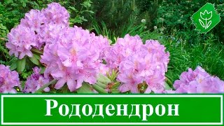 ? Садовый рододендрон – посадка и уход, выращивание рододендрона и сорта; цветок рододендрон