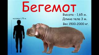 Дикие животные для детей.  Бегемот
