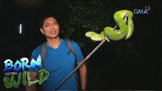 Born to Be Wild: Close encounter with a large Temple Pit Viper