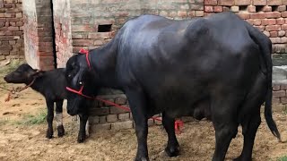 Milk recording by Murrah Buffalo Association at Bhiwani. Part - 2. Owner -Sunder Coach