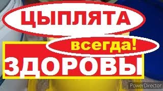 Чем Кормить и Поить Цыплят Первые 10 Дней ?// Выращивание Цыплят Без Антибиотиков!
